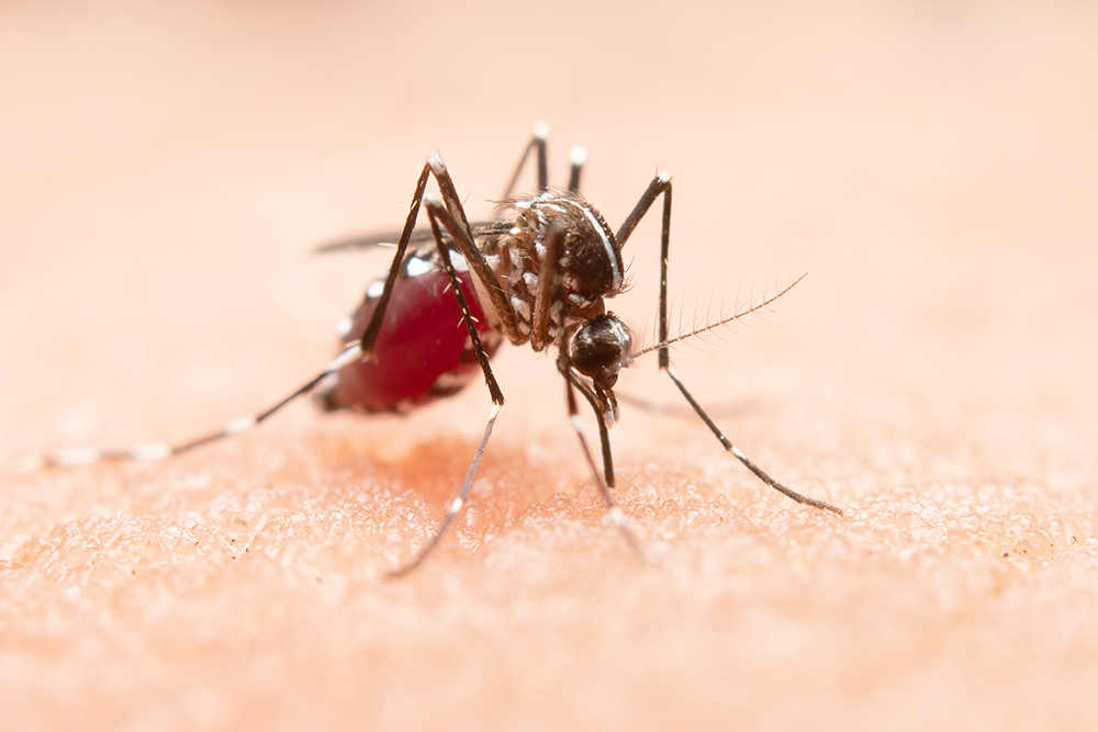 Pesquisa da UnB desenvolve sistema que monitora Aedes aegypti